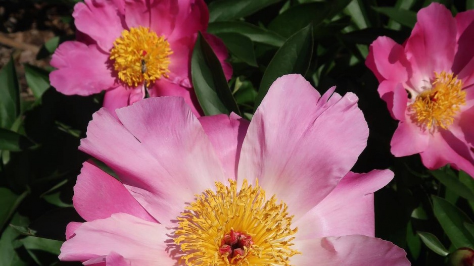 Paeonia lactiflora 'Thoma'