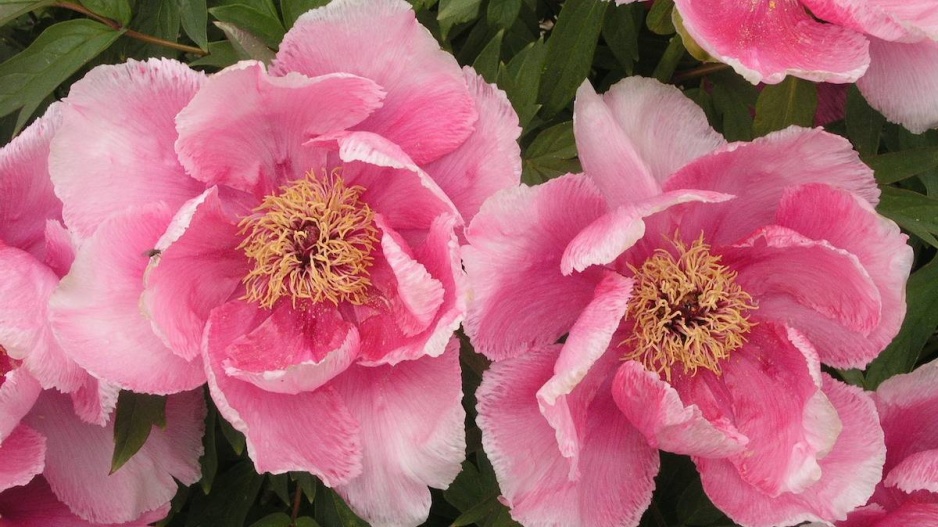 Paeonia suffruticosa 'Mizukage'