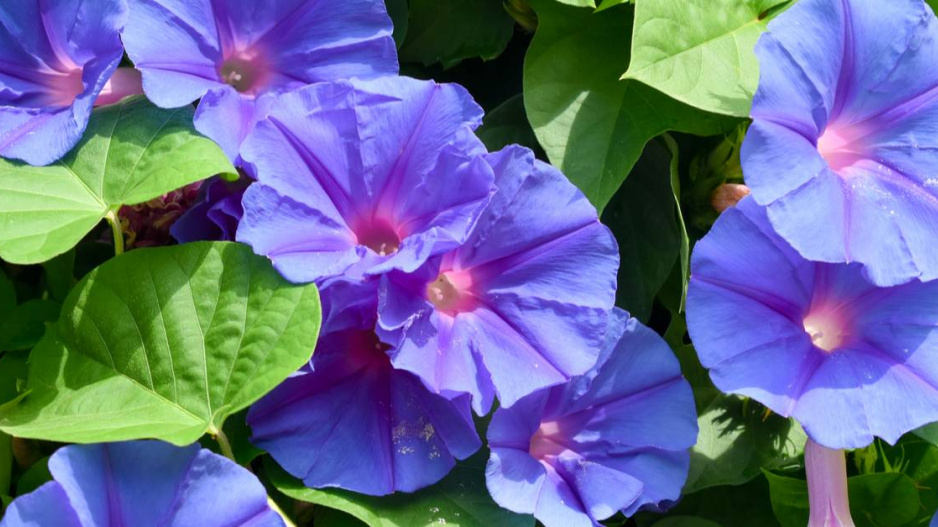 Povíjnice nachová (Ipomoea purpurea)