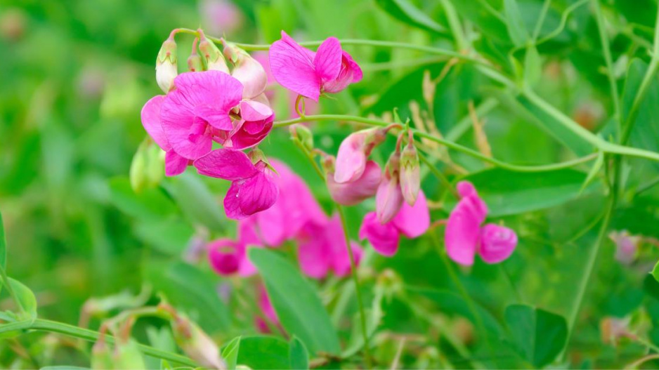 Hrachor vonný (Lathyrus odoratus)