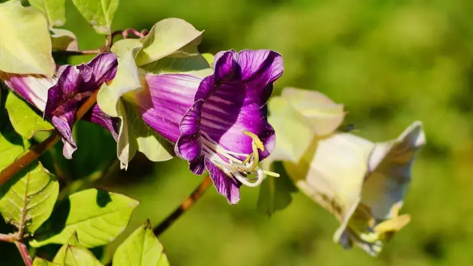 Vilec šplhavý (Cobaea scandens)