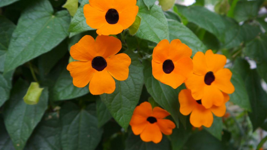 Černooká Zuzana (Thunbergia alata)