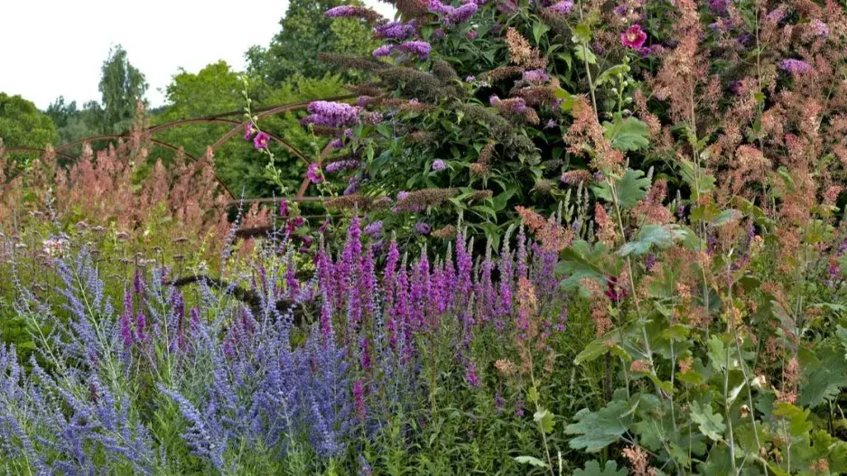 Suchomilné rostliny