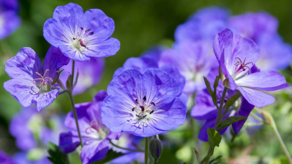 Kakost Geranium wallichianum