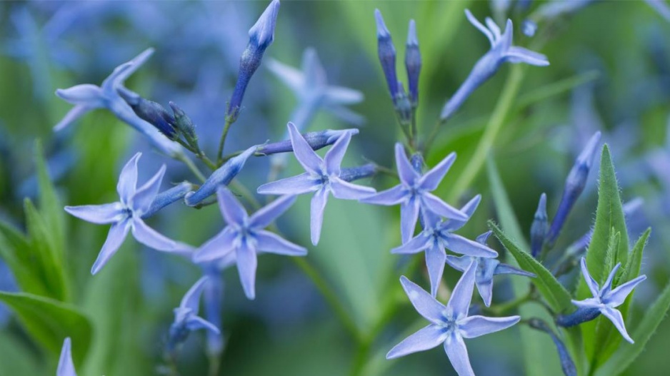 Modré květy amsonie
