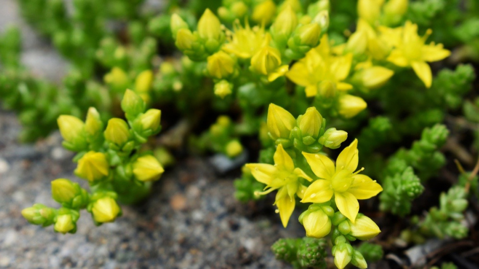 Rozchodník ostrý (Sedum acre)