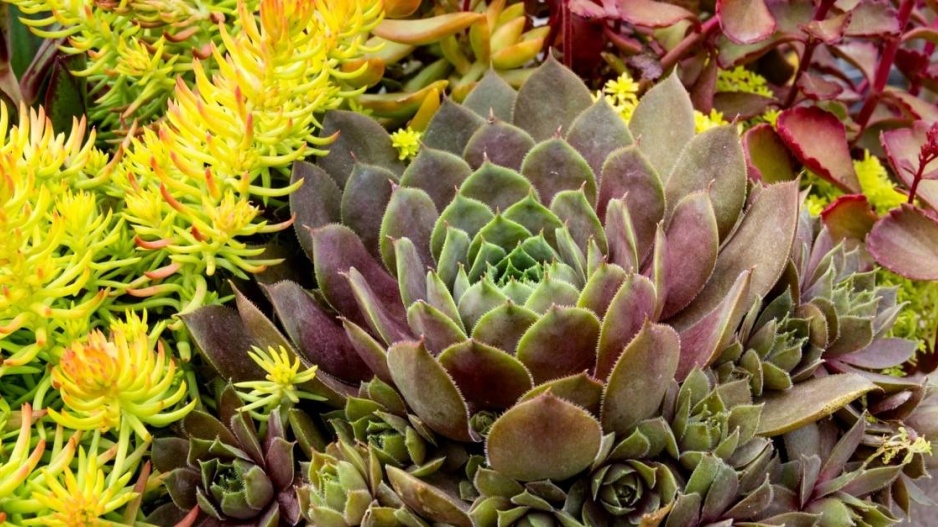 Suchomilné rostliny, netřesk (Sempervivum) a rozchodník (Sedum)