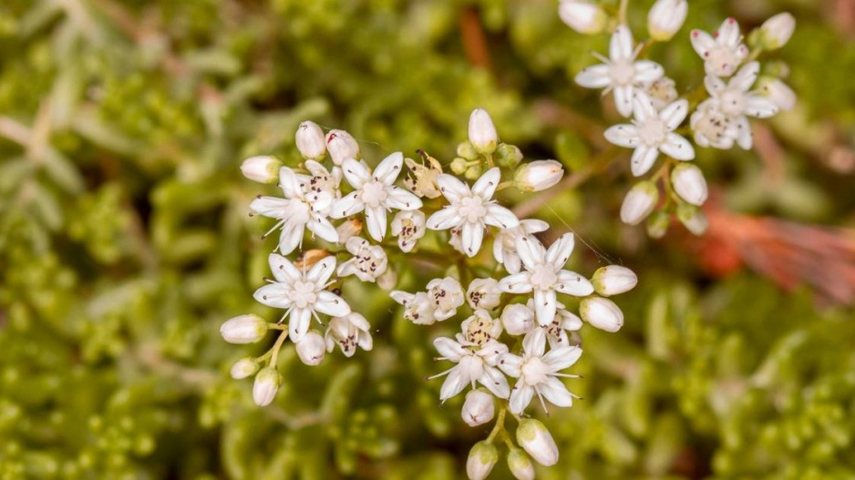 Rozchodník bílý (Sedum album)