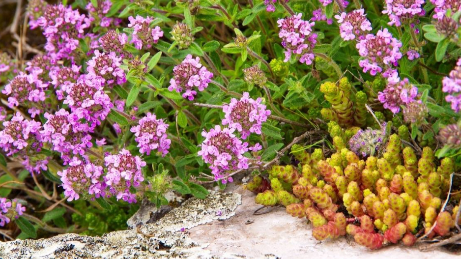 Mateřídouška (Thymus)