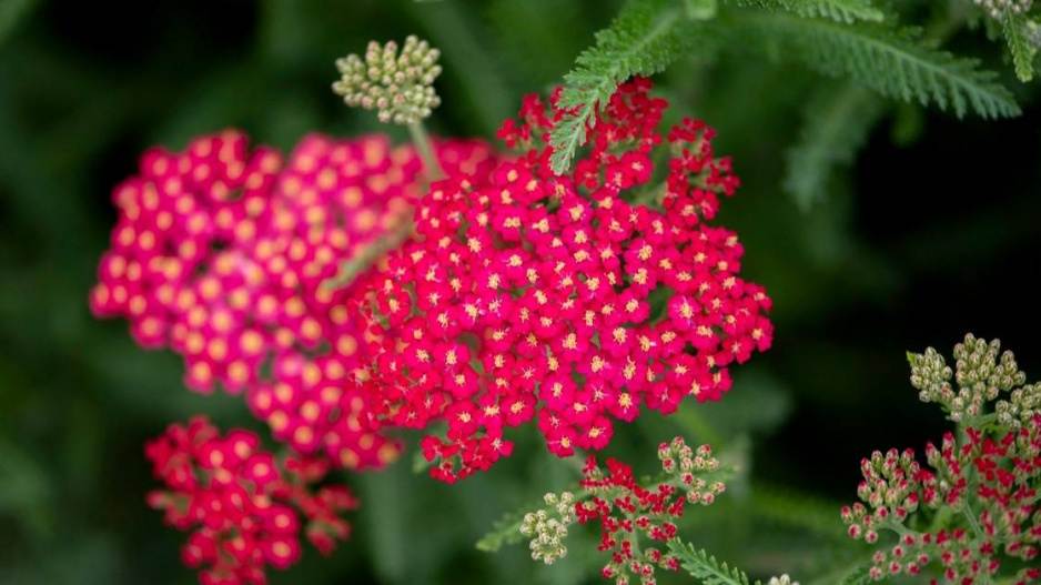 Řebříček 'Red Velvet'