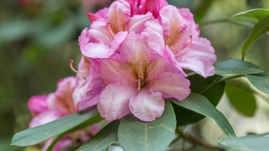 Květ rododendronu