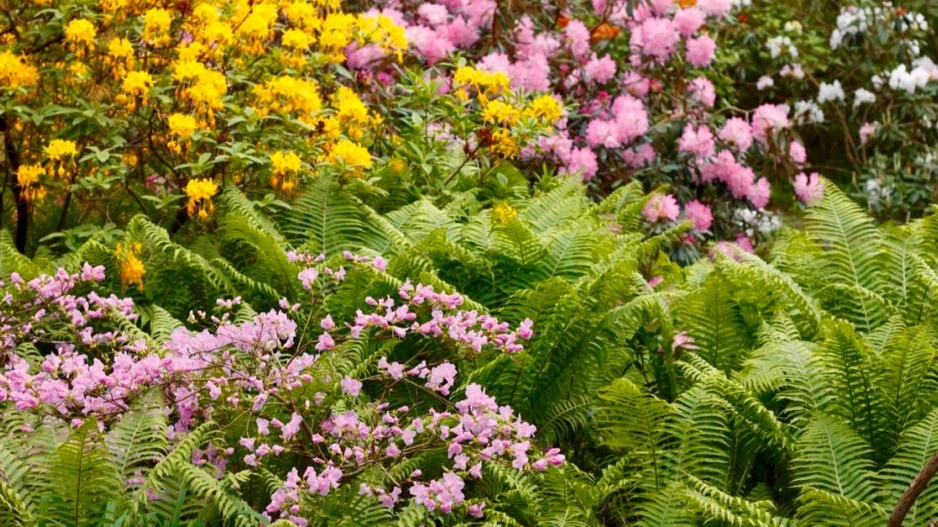 Rododendrony s kapradinami