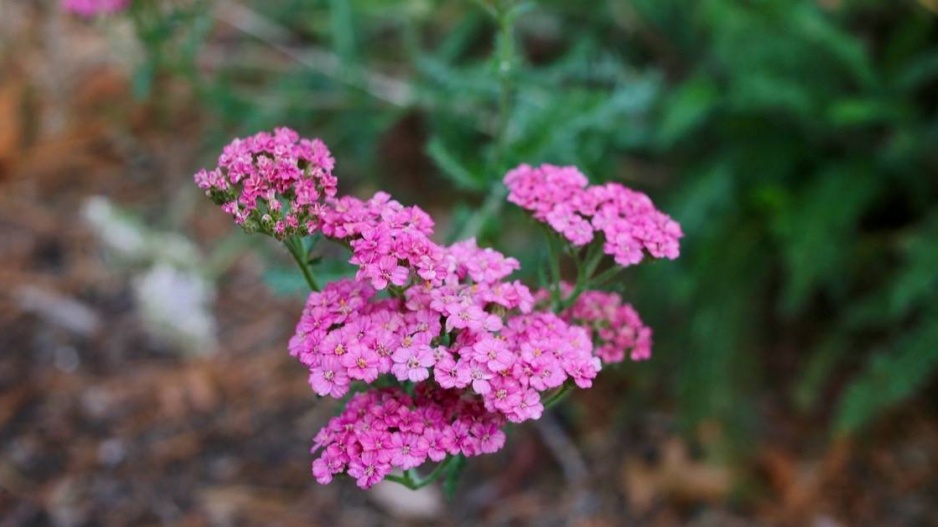 Řebříček 'Lilac Beauty'