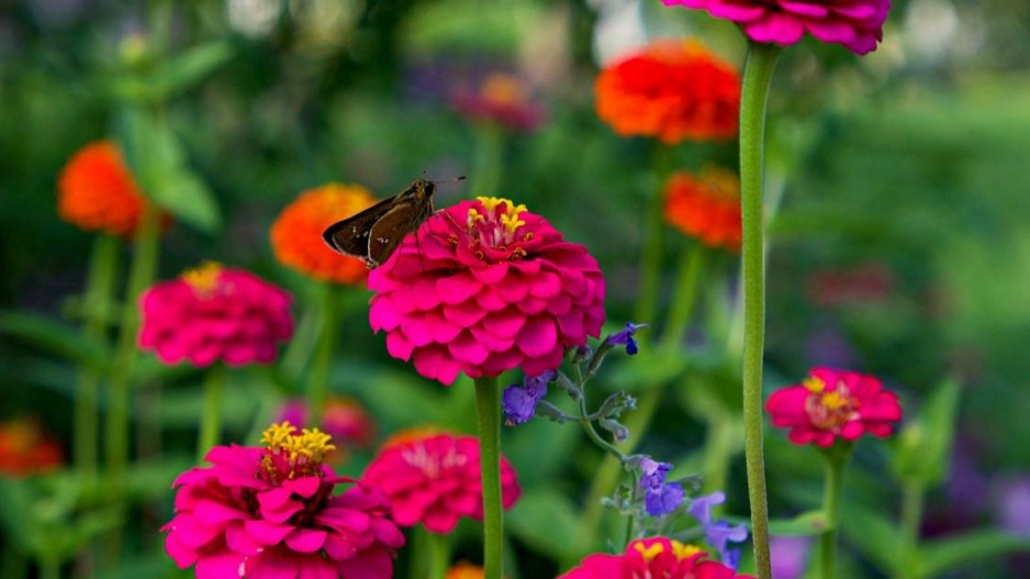 Ostálka sličná (Zinnia elegans)