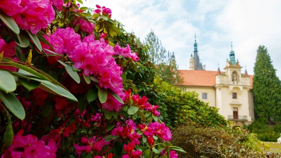 Rododendron v Průhonickém parku