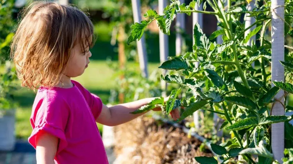 Rajčata pěstovaná v balíku slámy