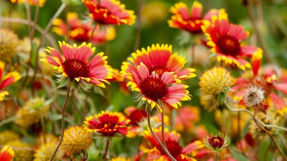 Kokarda sličná (Gaillardia pulchella)