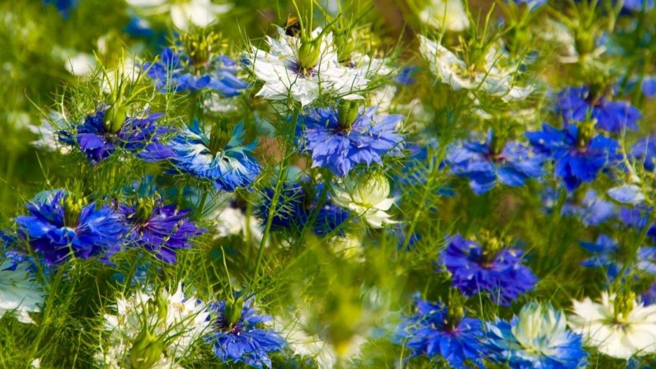 Černucha damašská (Nigella damascena)