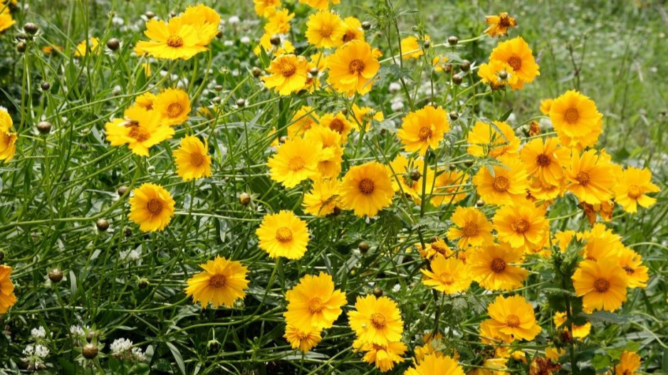 Krásnoočko různolisté (Coreopsis basalis)