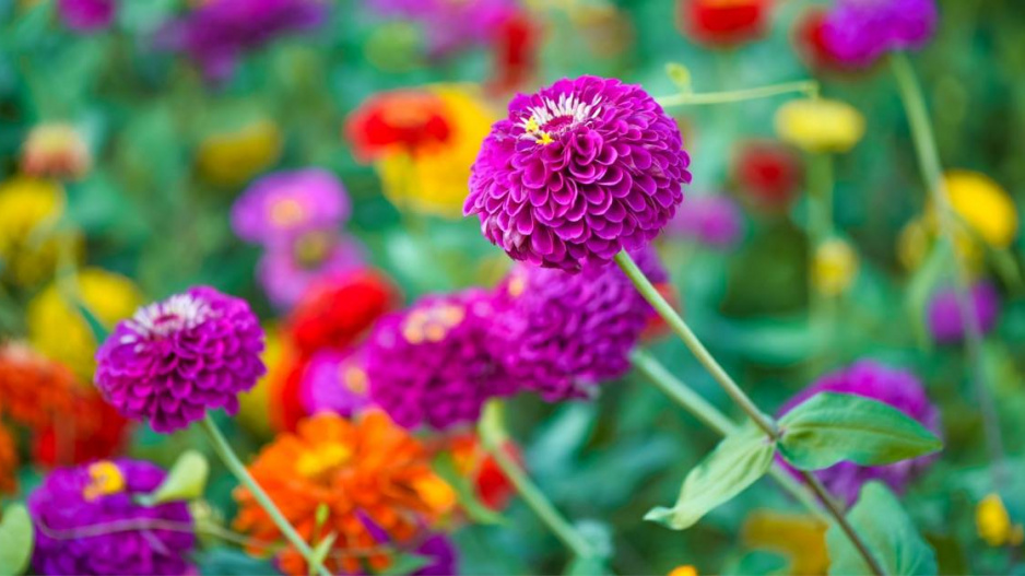 Ostálka sličná (Zinnia elegans)