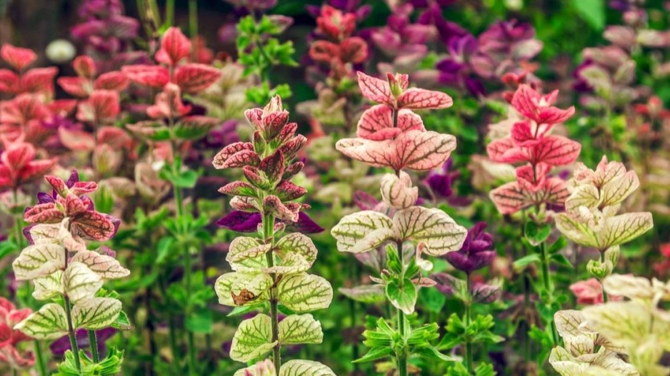 Šalvěj zelená (Salvia viridis)