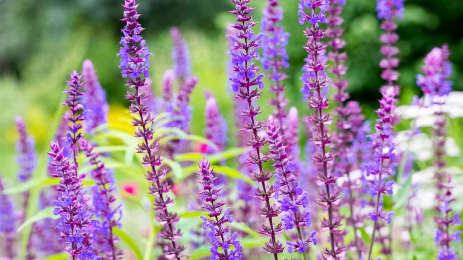 Šalvěj hajní (Salvia nemorosa)