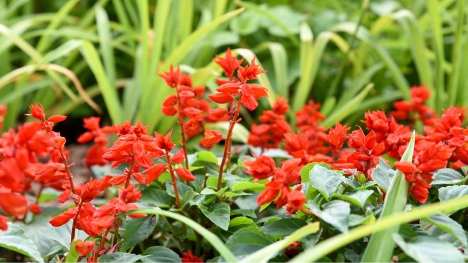 Šalvěj zářivá (Salvia splendens)