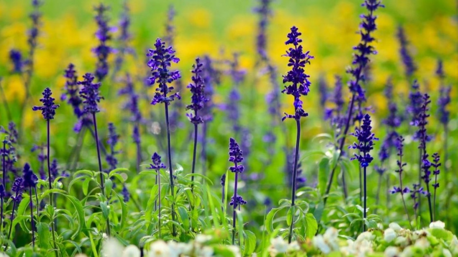 Šalvěj pomoučená (Salvia farinacea)