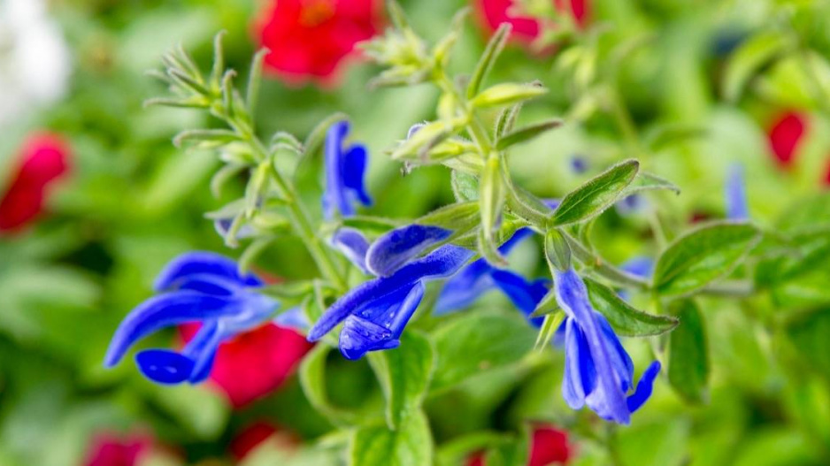 Šalvěj rozkladitá (Salvia patens)