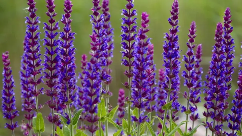 Šalvěj lékařská (Salvia officinalis) Šalvěj lékařská (Salvia officinalis)