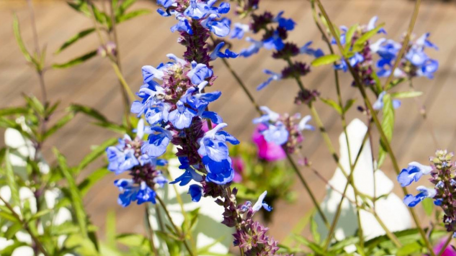 Šalvěj slatinná (Salvia uliginosa)