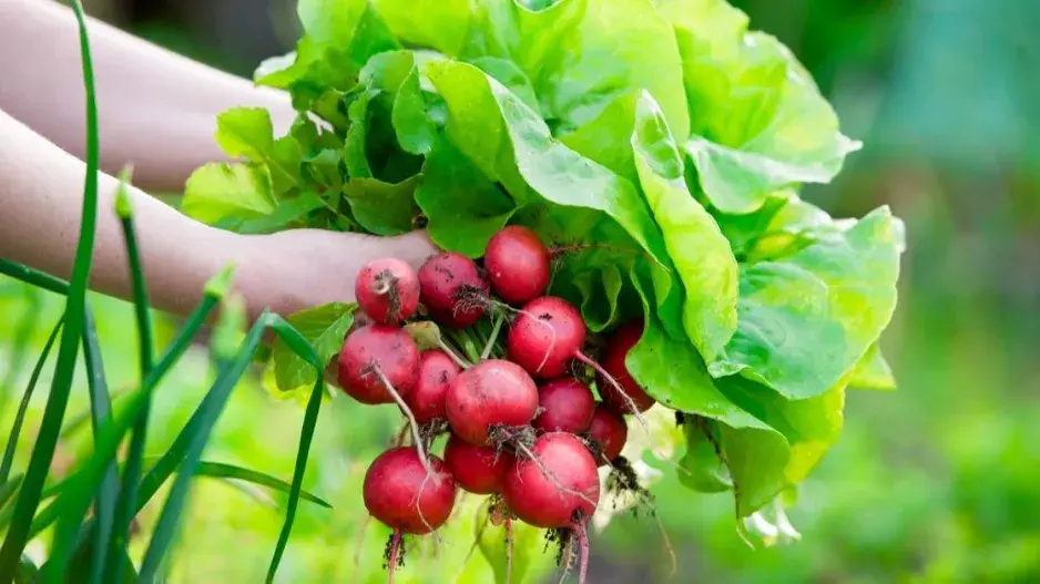 Sklizené ředkvičky a salát
