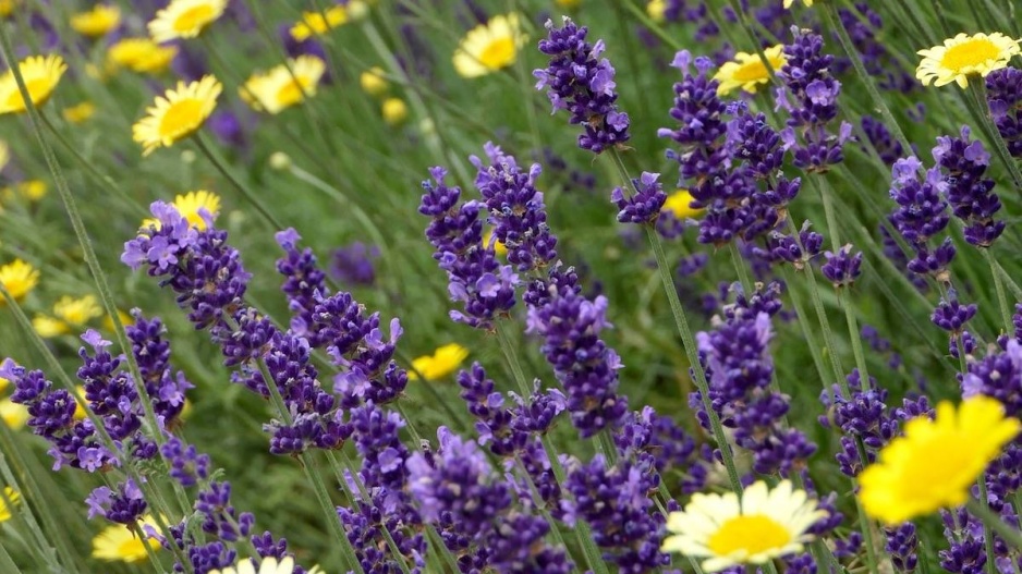 Levandule úzkolistá 'Hidcote Blue'