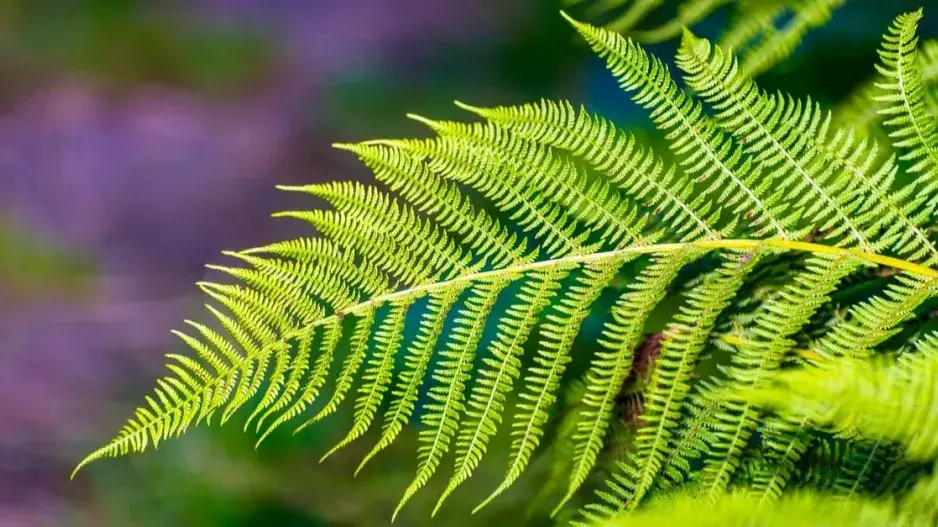 Kapraď samec (Dryopteris filix-mas)