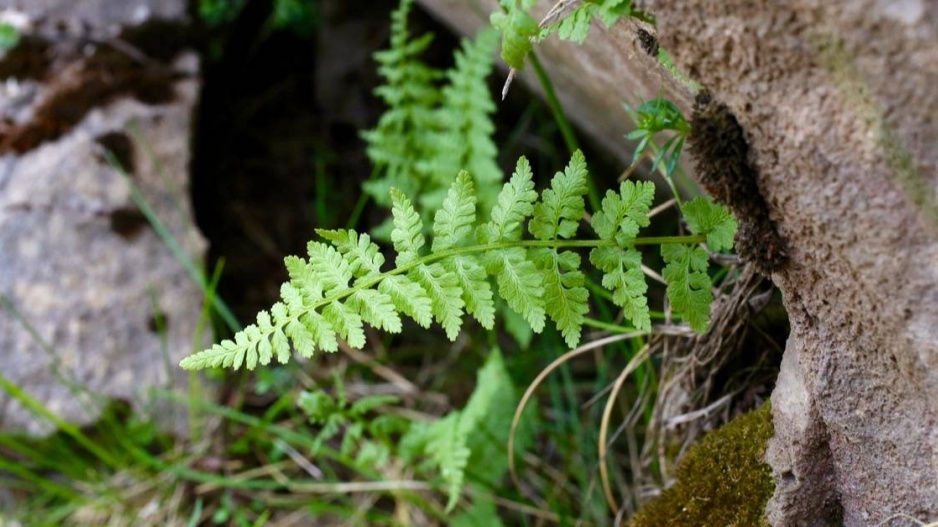 Puchýřník křehký (Cystopteris fragilis)