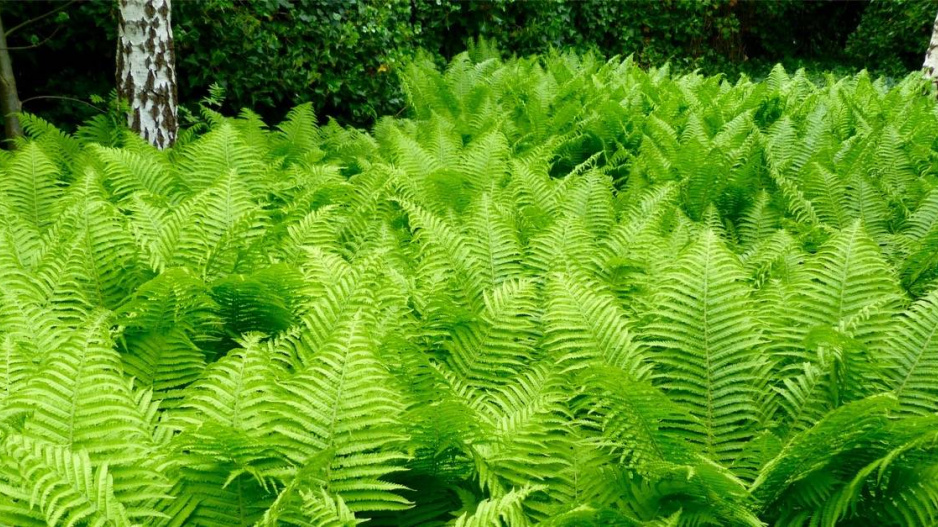 Papratka samičí (Athyrium filix-femina)