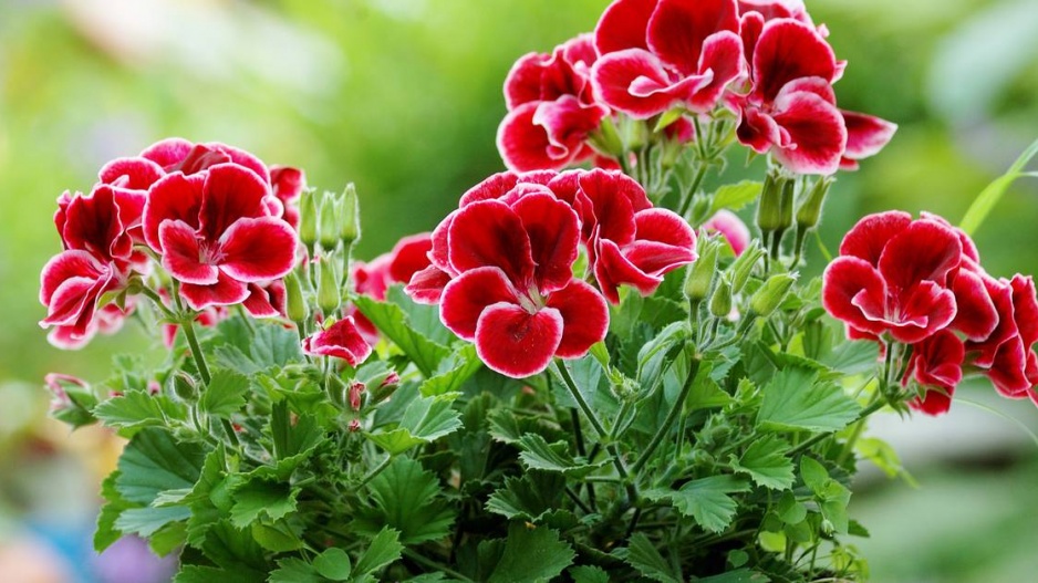 Rozkvetlé muškáty (Pelargonium)