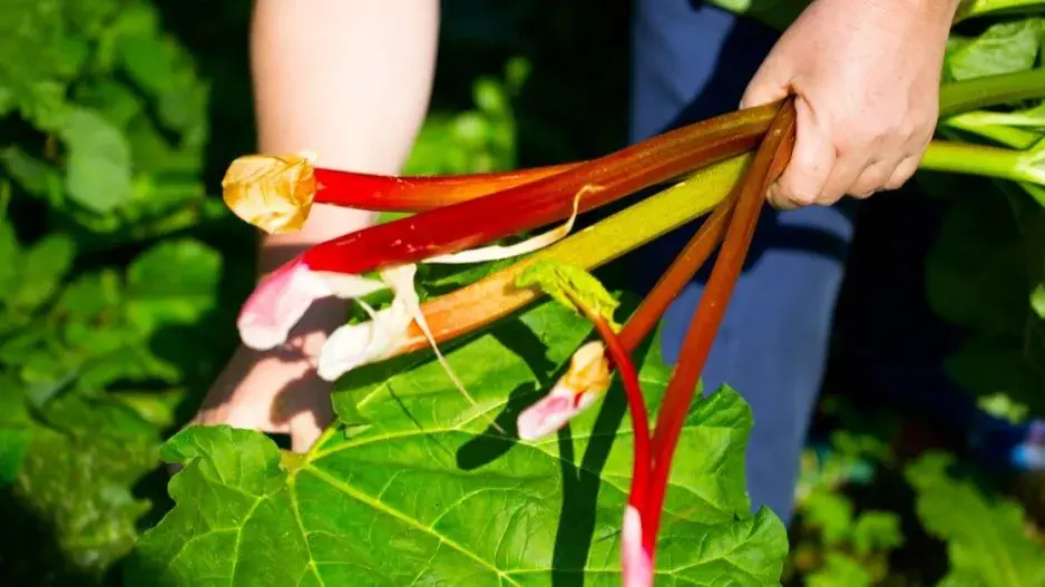 Sklizeň rebarbory Sklizeň rebarbory