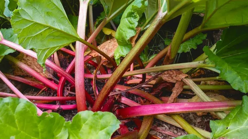 Řapíky rebarbory Řapíky rebarbory