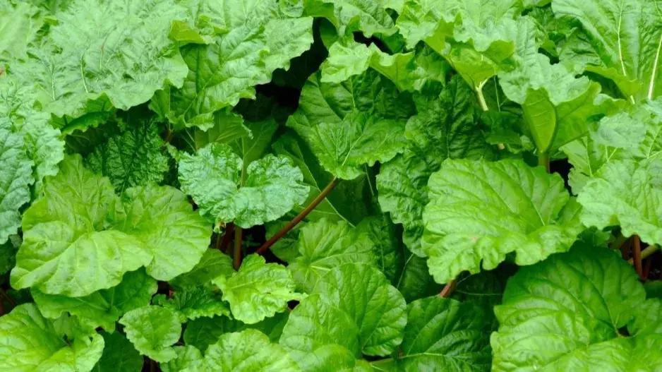 Listy rebarbory Listy rebarbory