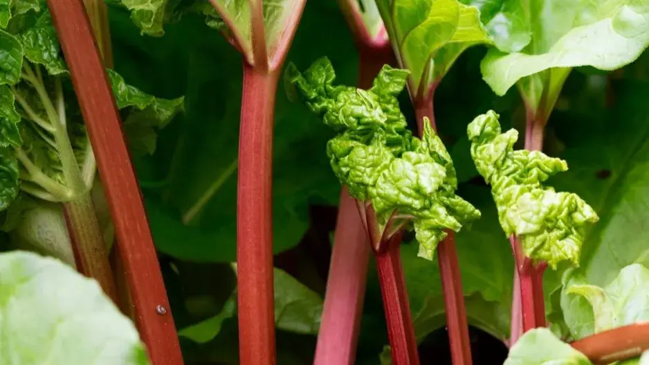 Řapíky rebarbory Řapíky rebarbory