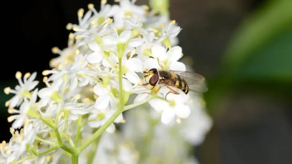 Pestřenka na bezovém květu Pestřenka na bezovém květu