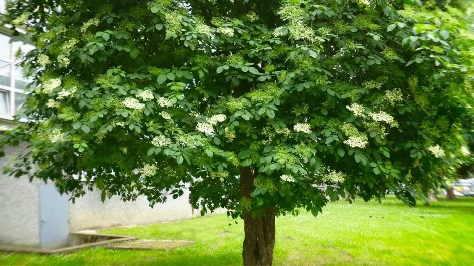 Bez černý Bez černý