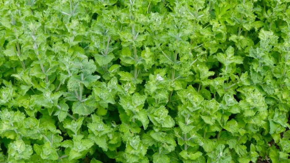 Máta kadeřavá (Mentha spicata var. crispa)