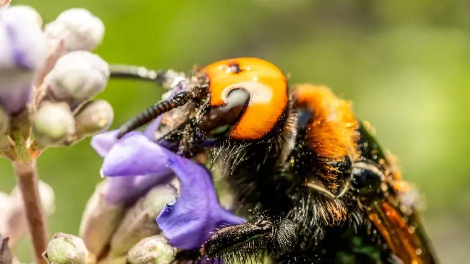 Sršeň mandarínská Sršeň mandarínská