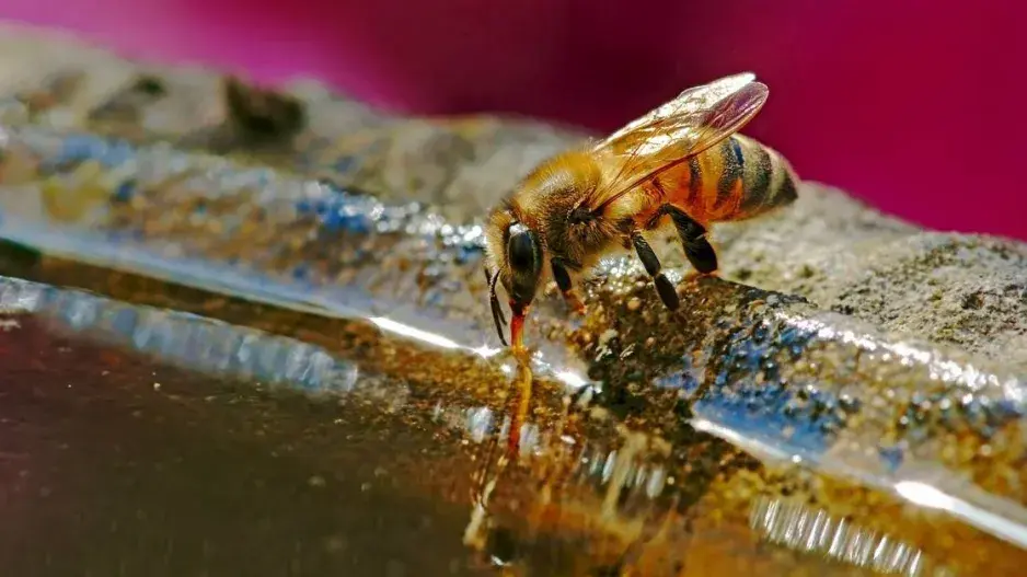 Včela pije vodu
