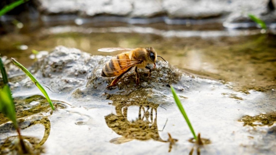 Včela pije vodu