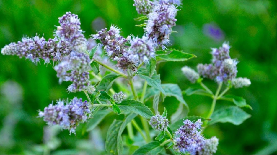 Máta dlouholistá (Mentha longifolia)