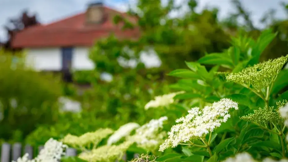 Bezový keř Bezový keř