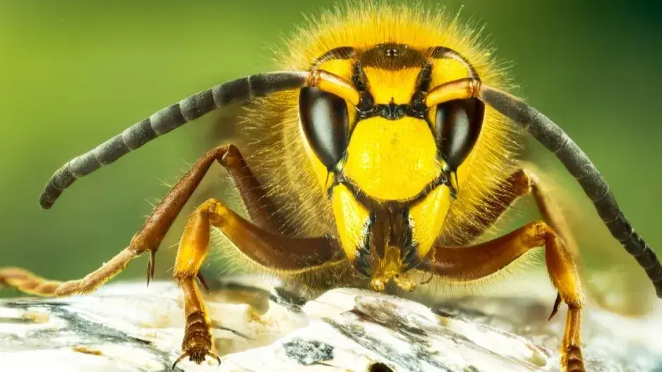 Sršeň obecná Sršeň obecná